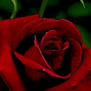 Meet your Posher, Ayza